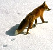 fox in snow