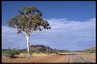 guntree near Alice Springs
