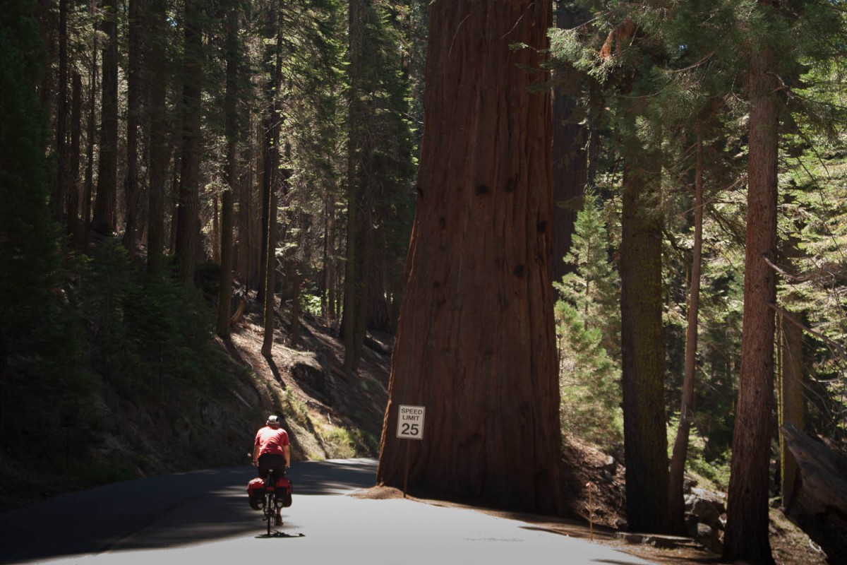 giant trees