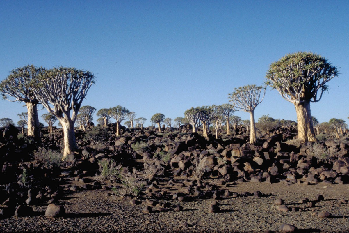 the Quiver tree forest near Keetmanshoop