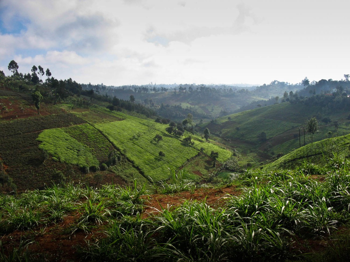 tea plantations north of Nairobi 