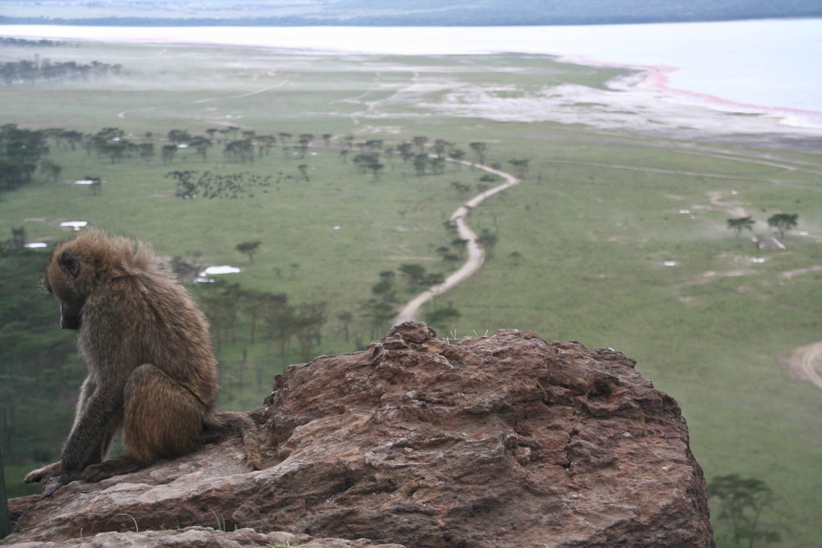 Baboon at Nakuru National Park