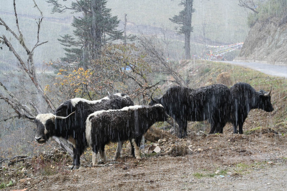 Yaks near Pele La