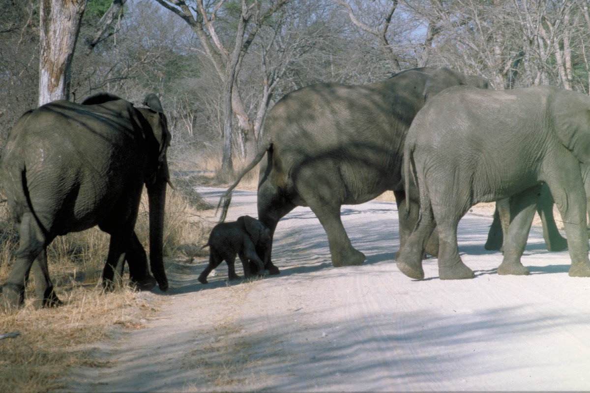 in Hwange National Park