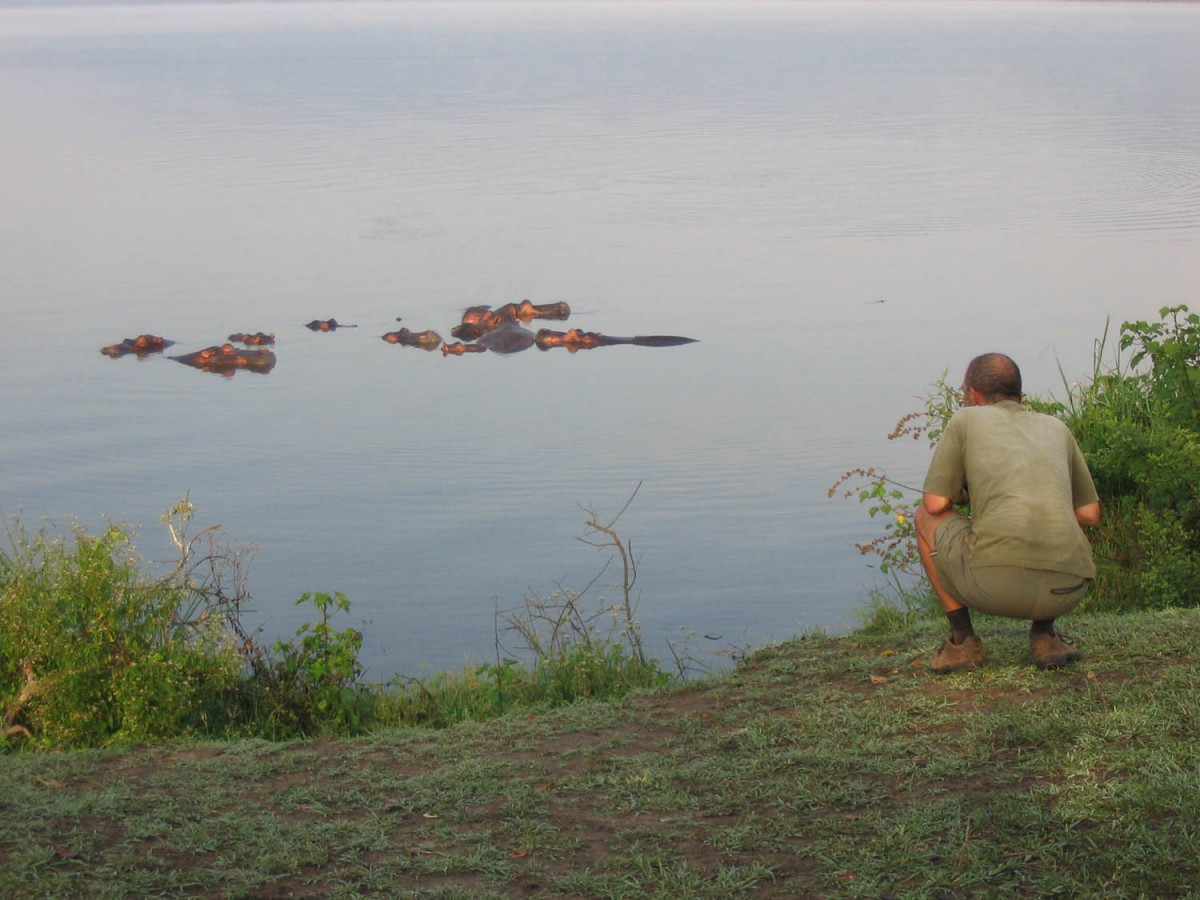 hippos near the campsite