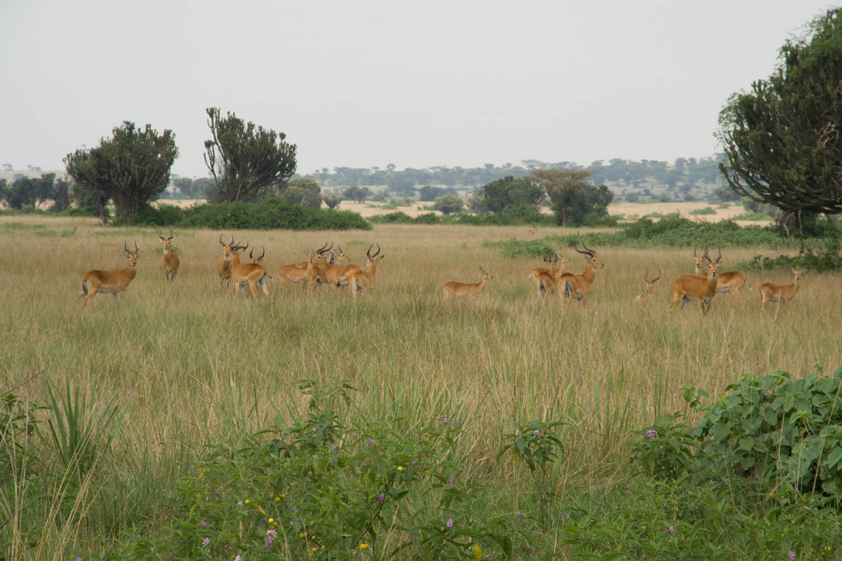 impala's from the main road