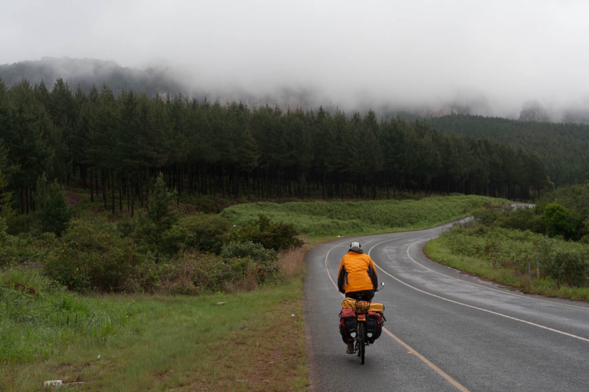 endless and dense pine plantations are typical for this region