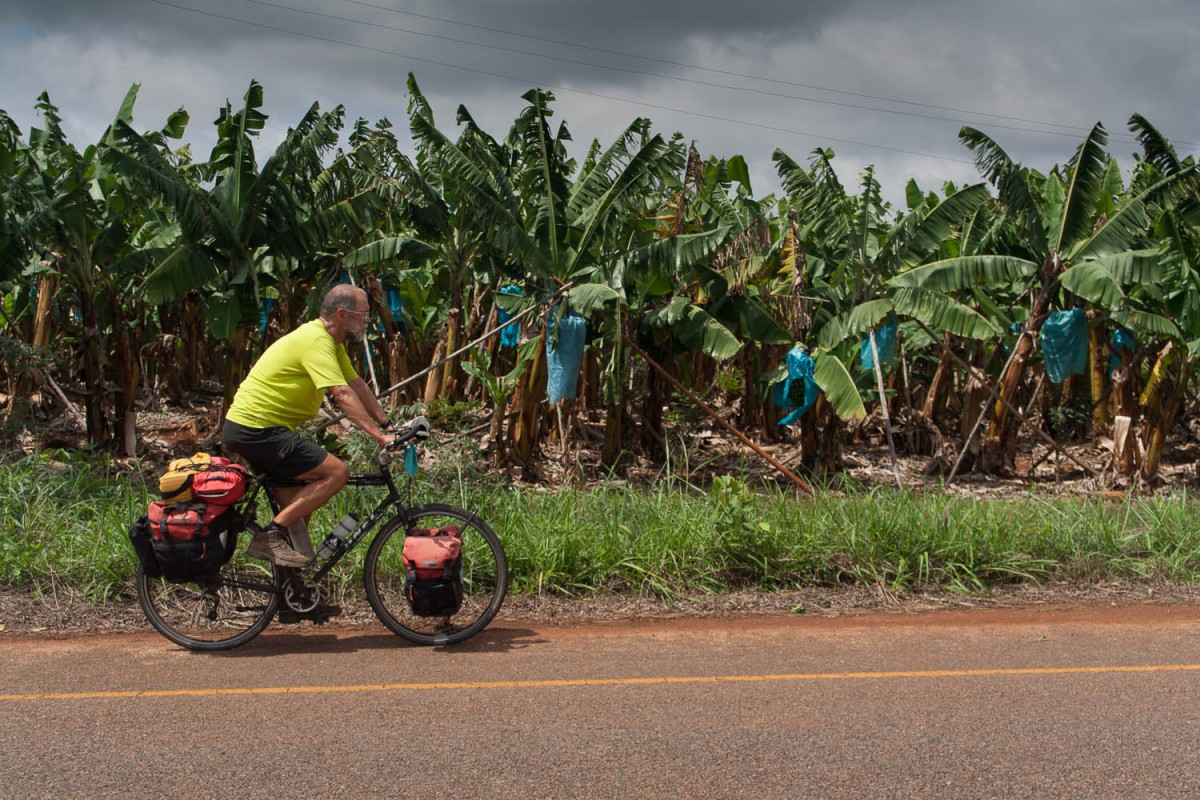 Bananas are an important product in the Hazyview area