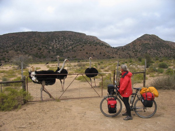 Ostriches in the Baviaanskloof