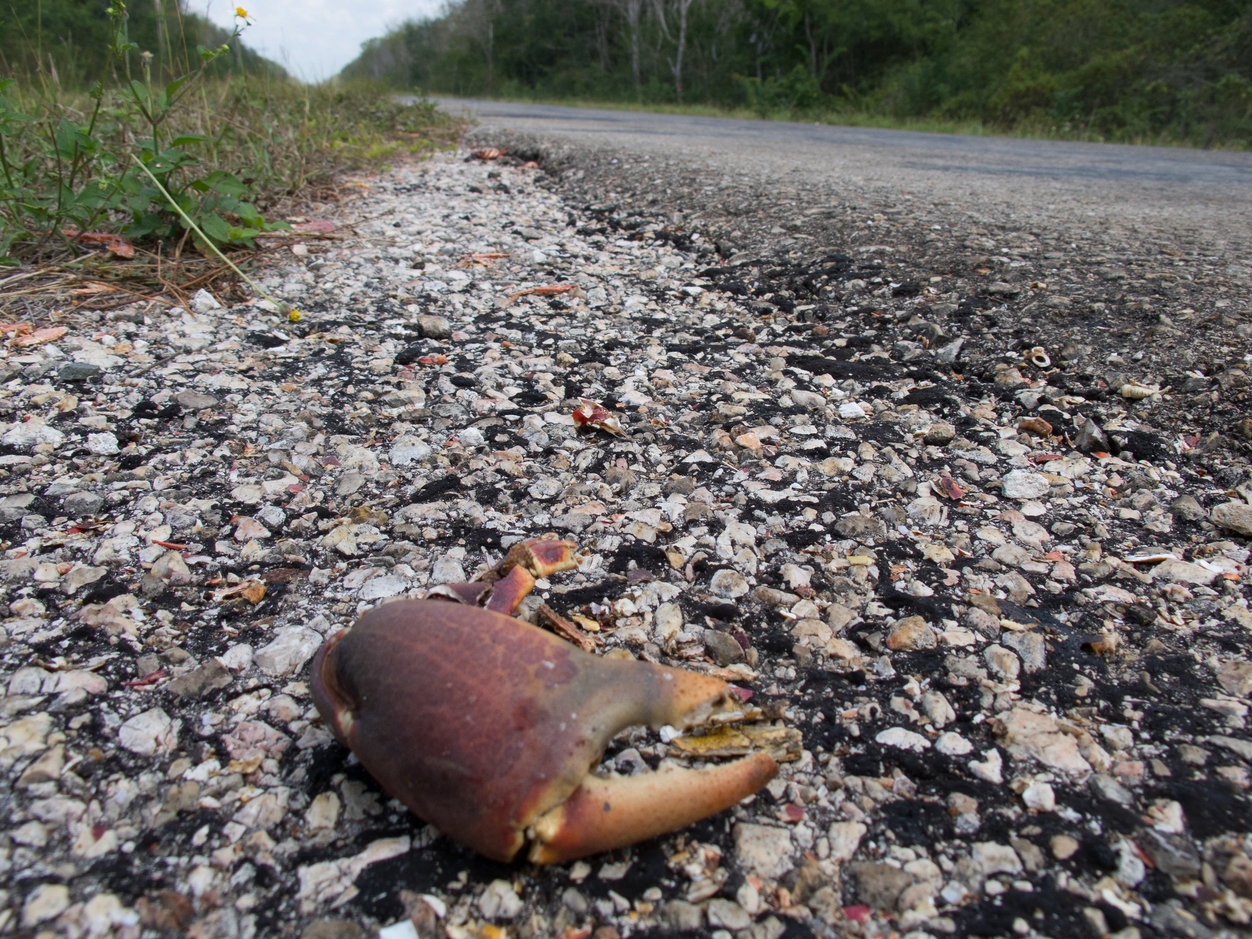 crab migration